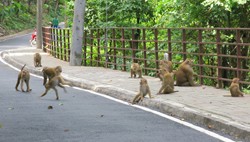 Monkey Hill