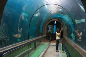 Phuket Aquarium