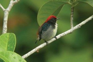 Enjoy Birdwatching in Phuket