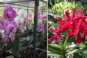 Phuket Orchid Farm