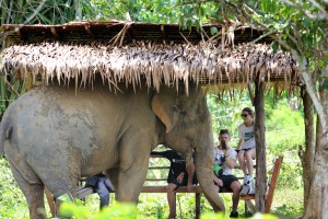 Walking Amongst Giants: Visiting the Phuket Elephant Sanctuary