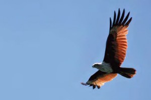 South Thailand Wildlife