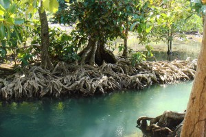 Tha Pom Klong Song Nam nature trail