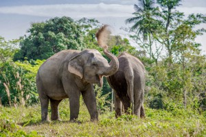 Holiday with a purpose: volunteer at Phuket’s first Ethical Elephant Sanctuary