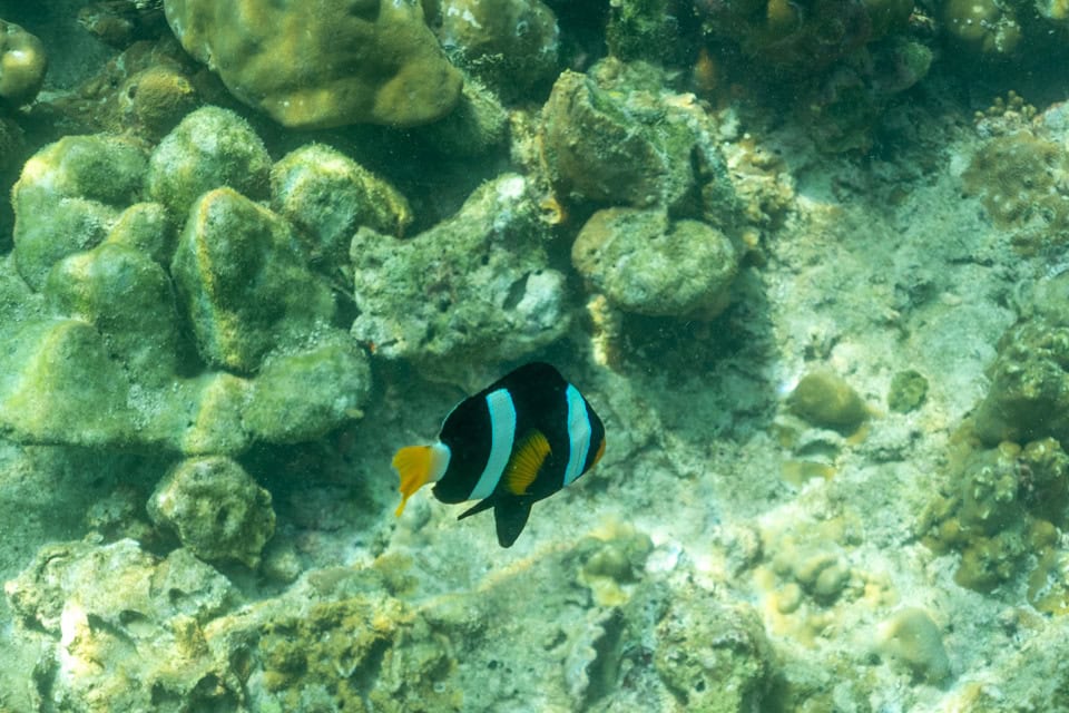 Simba Sea Trips gallery image 30