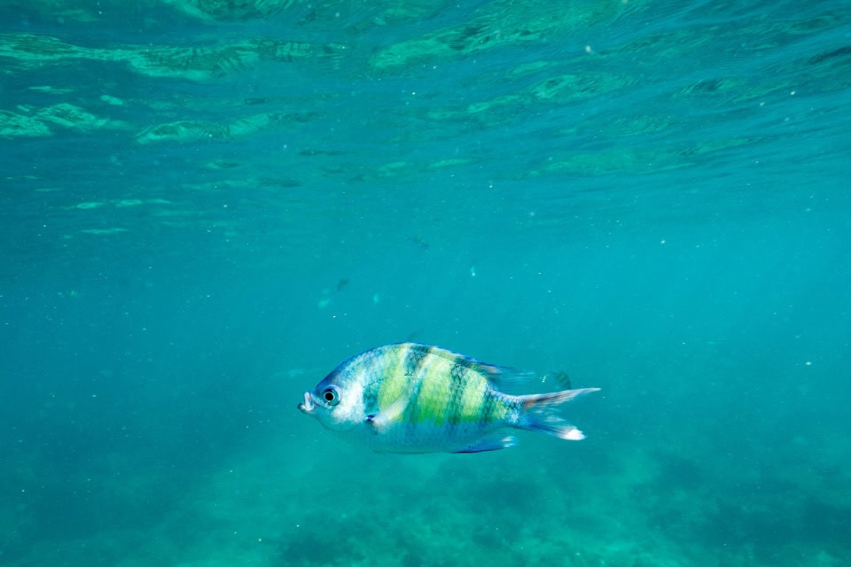 Simba Sea Trips gallery image 26
