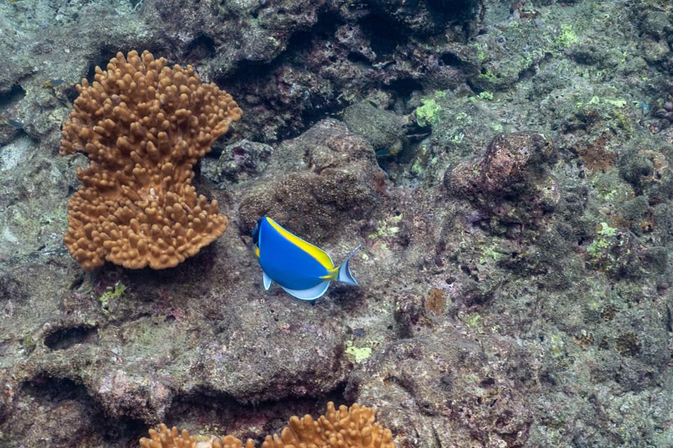 Simba Sea Trips gallery image 28