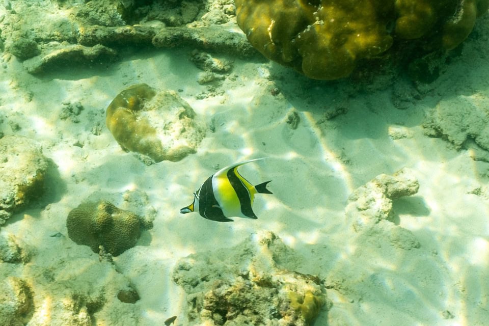 Simba Sea Trips gallery image 29